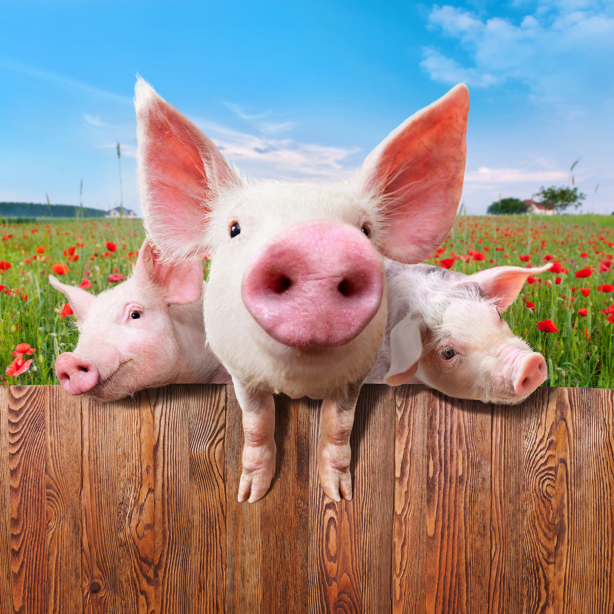 4-piece-canvas-print-pig-in-luck