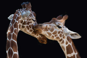 canvas-print-the-kiss-x