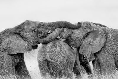 poster-print-elephant-playing-x