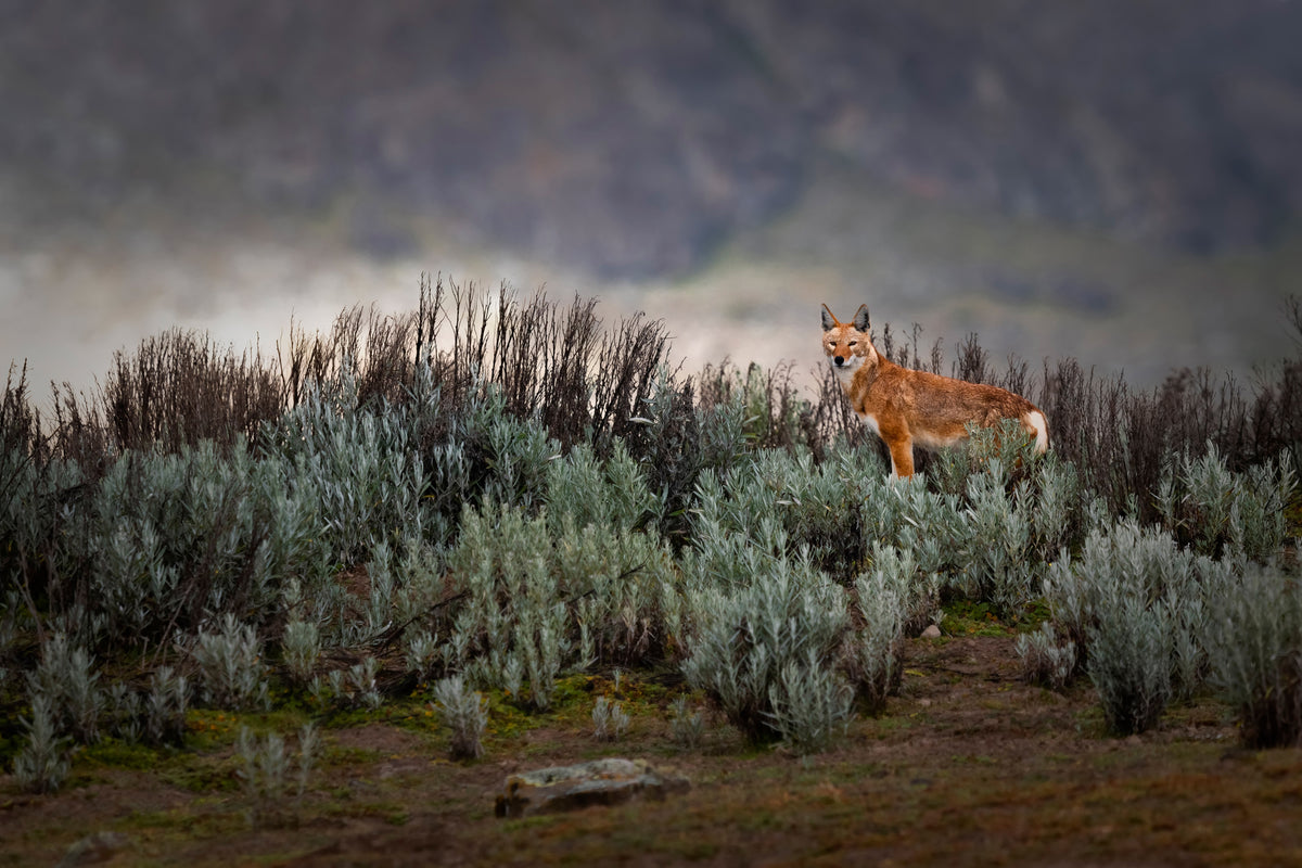 framedcanvas-print-ethiopian-wolf-x