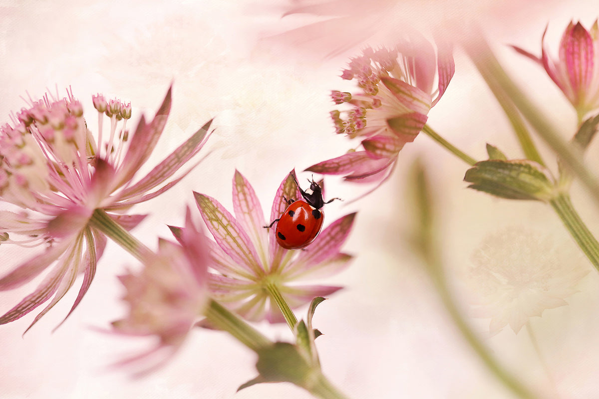 aluminium-print-ladybird-and-pink-flowers-x