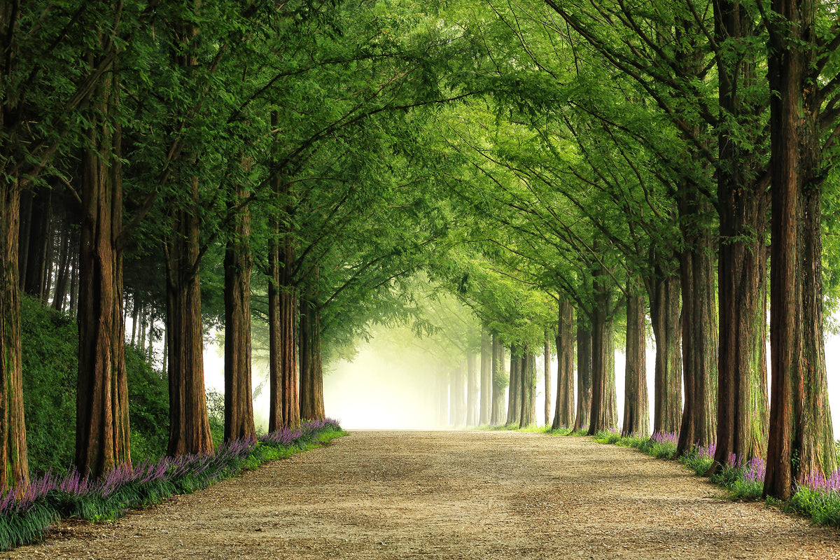 canvas-print-metasequoia-road-x