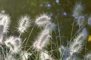3-piece-aluminium-print-ornamental-grasses-in-xl
