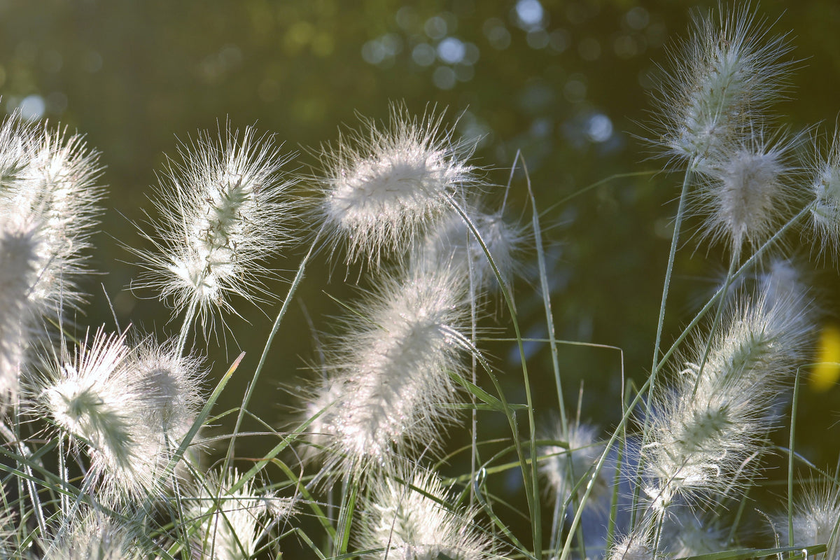 3-piece-aluminium-print-ornamental-grasses-in-xl