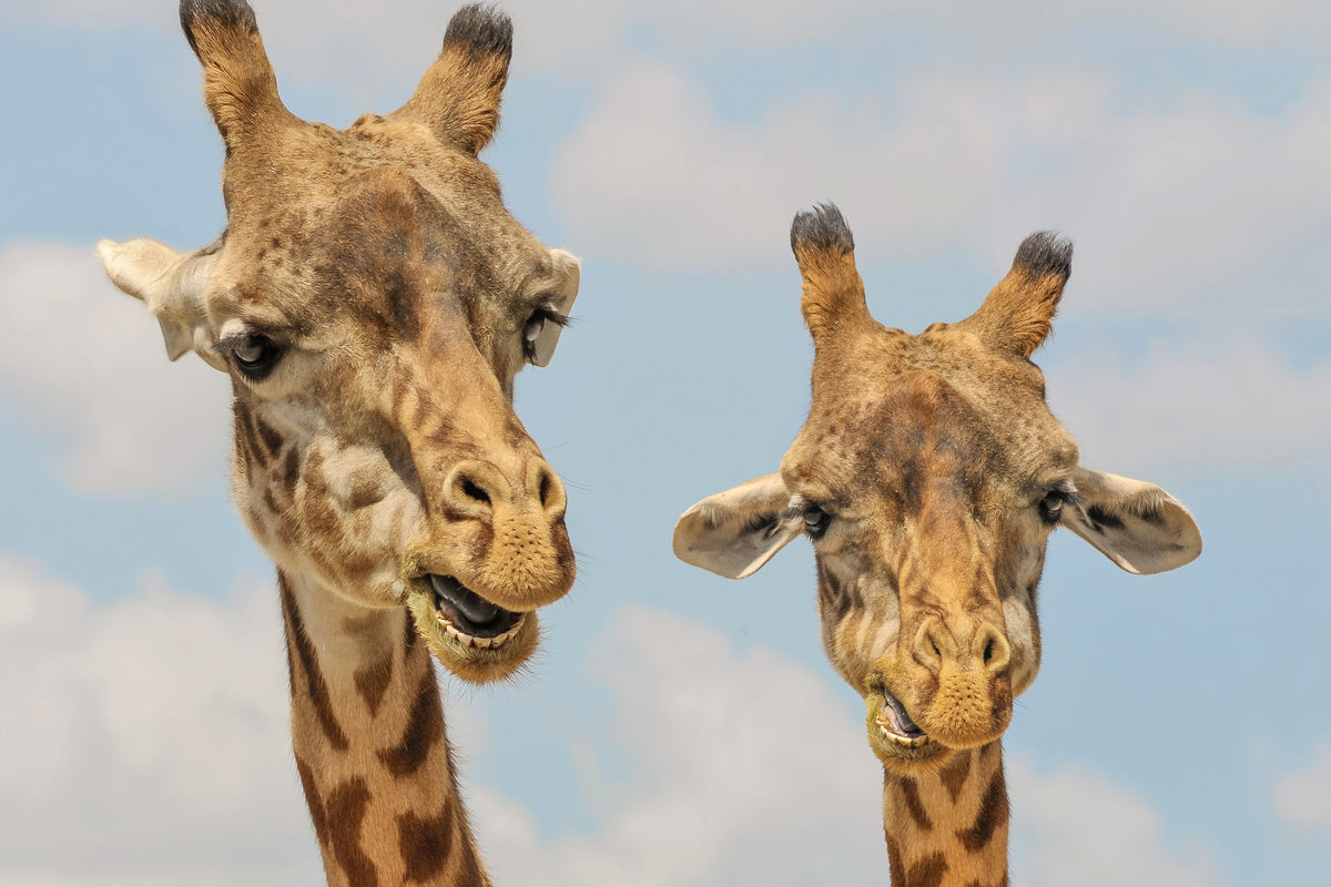 aluminium-print-2-giraffes