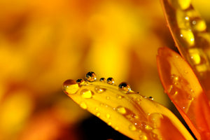 canvas-print-drops-close-up
