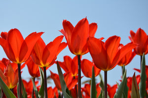 3-piece-canvas-print-red-tulips-xl