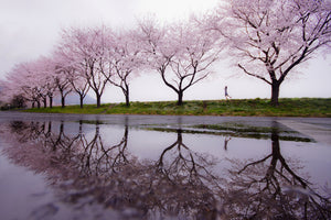 aluminium-print-rain-of-spring-x