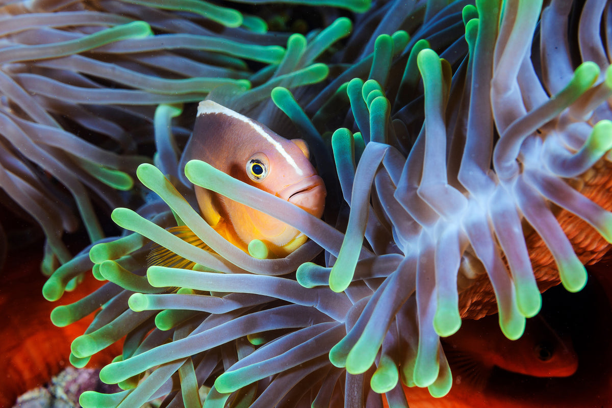 canvas-print-clownfish