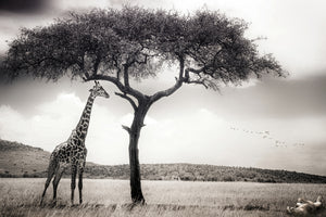 acrylic-print-under-the-african-sun