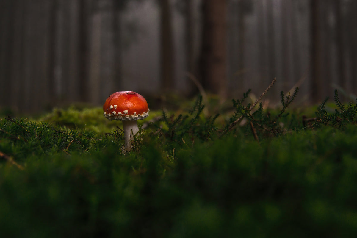 framedposter-print-a-mushroom-in-the-forest