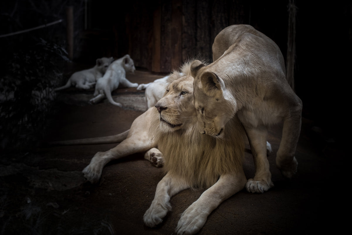 3-piece-aluminium-print-the-lion-couple