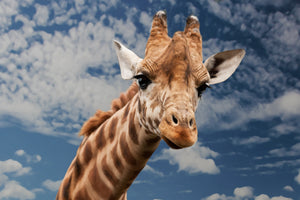 aluminium-print-attention-giraffe
