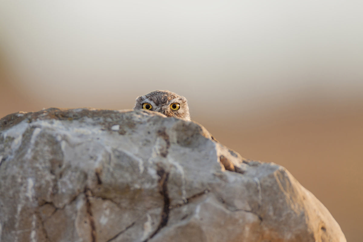 canvas-print-little-owl
