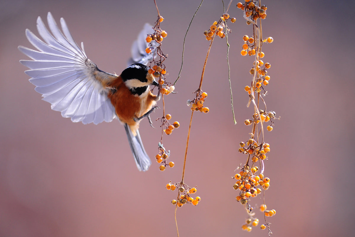 acrylic-print-bird-in-action