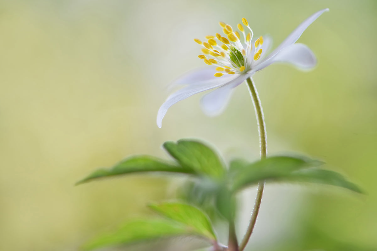acrylic-print-spring-light-x