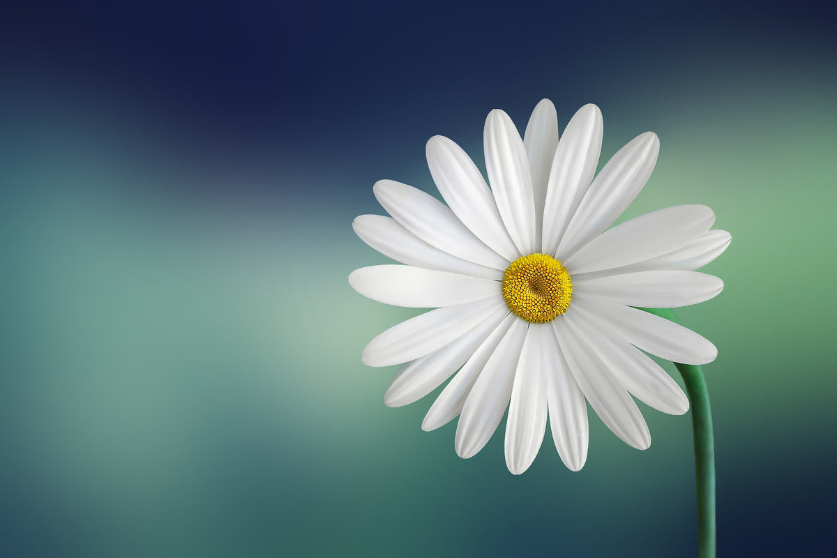 modern-3-piece-aluminium-print-flower