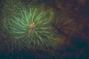 aluminium-print-pine-tree-close-up