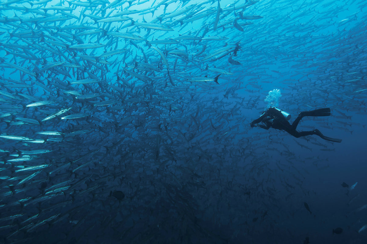 aluminium-print-in-a-fishschool-of-barracudas-x
