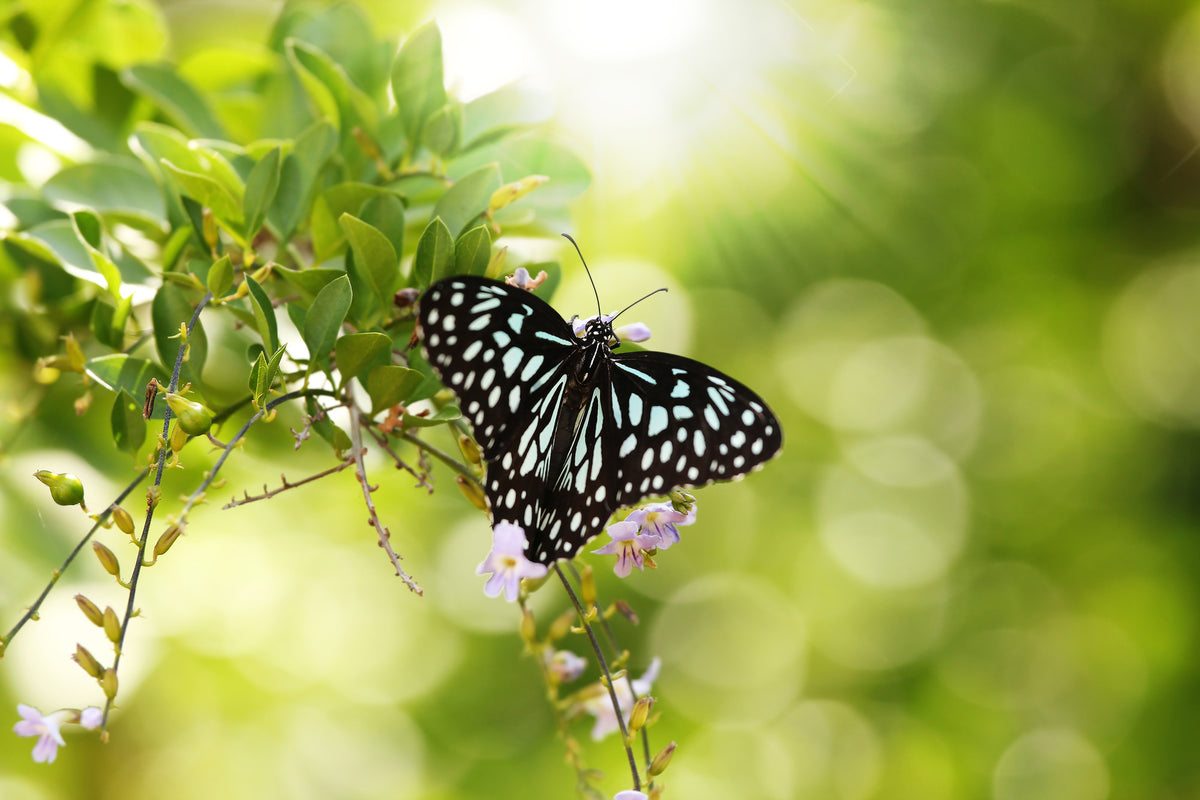 acrylic-print-papilio-butterfly-xxl