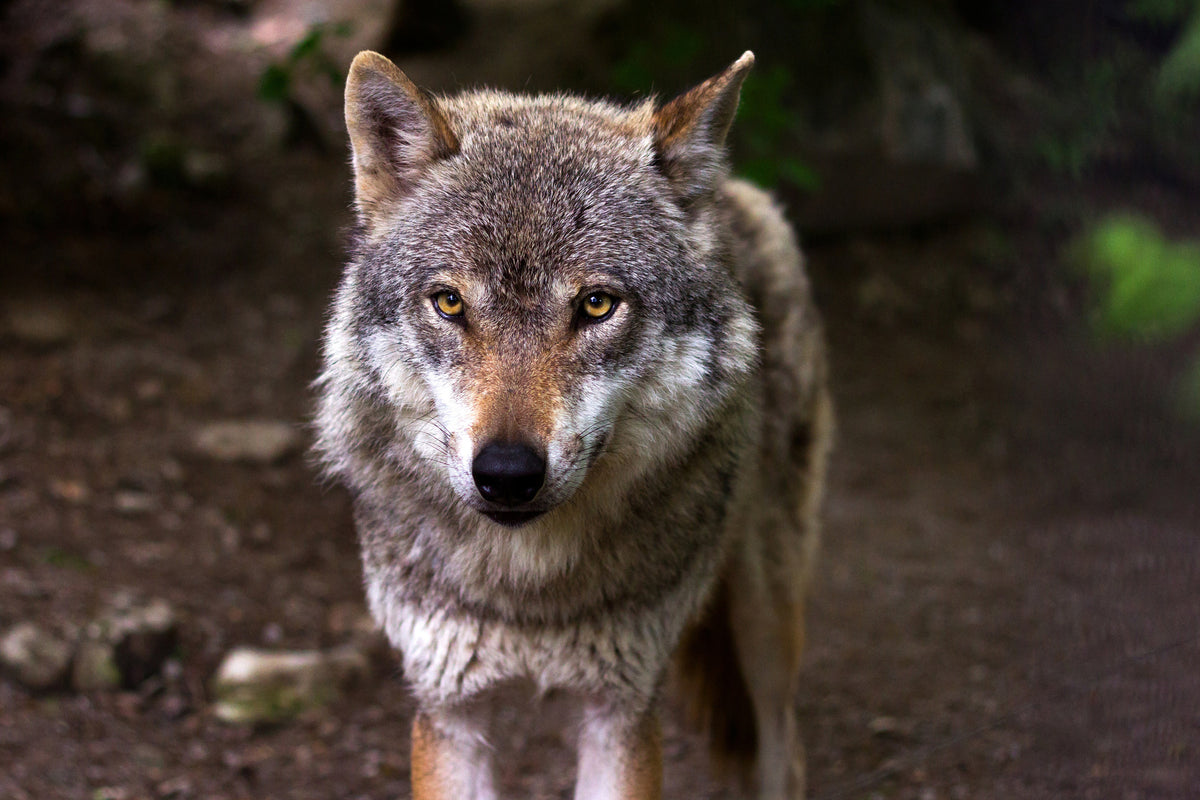 3-piece-aluminium-print-the-evil-wolf