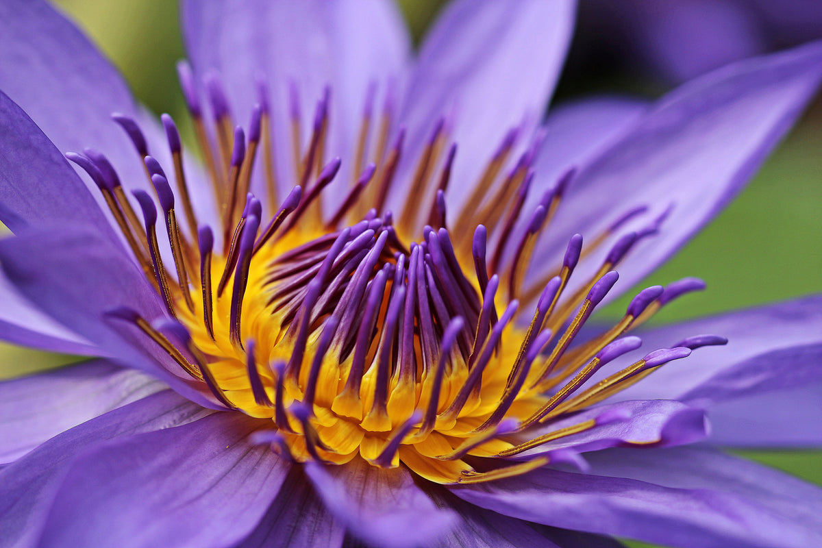 framedposter-print-xxl-water-lily-in-purple