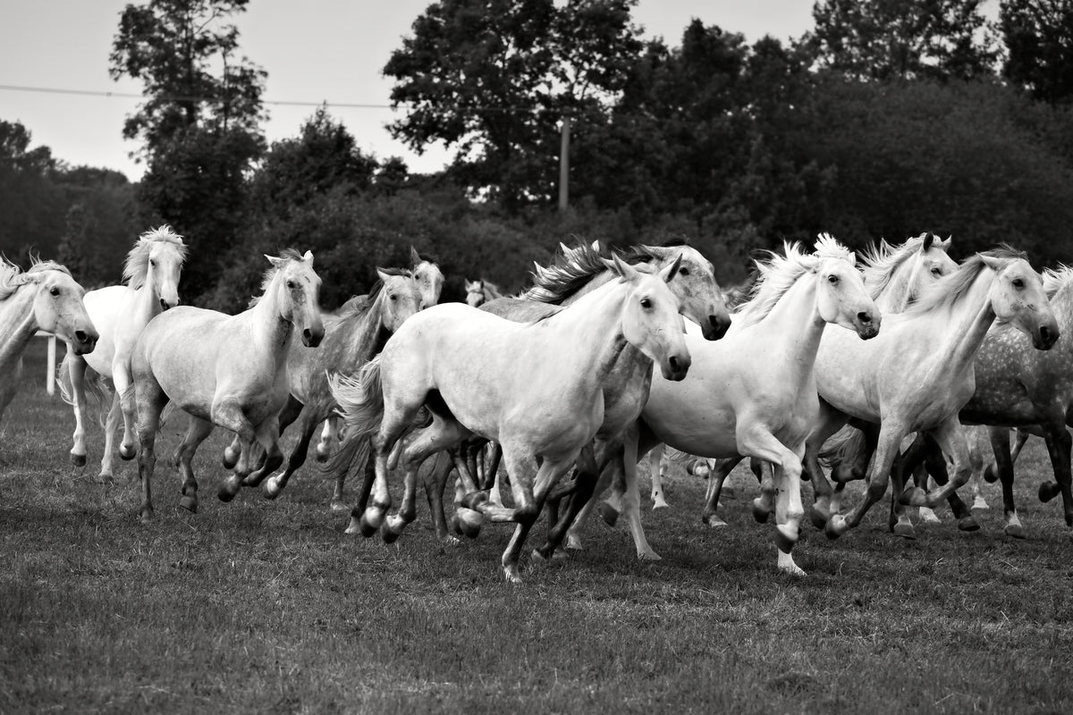 poster-print-the-mustang-herd