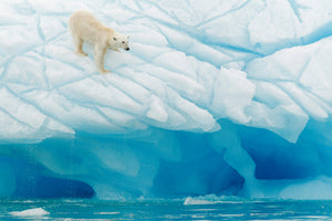 3-piece-acrylic-print-polar-bear