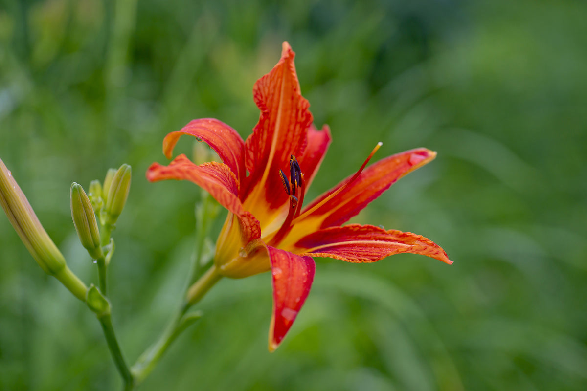 acrylic-print-lily-blossom-in-the-nature