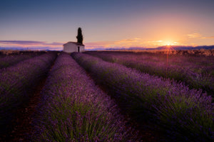 canvas-print-provence-lavender-x