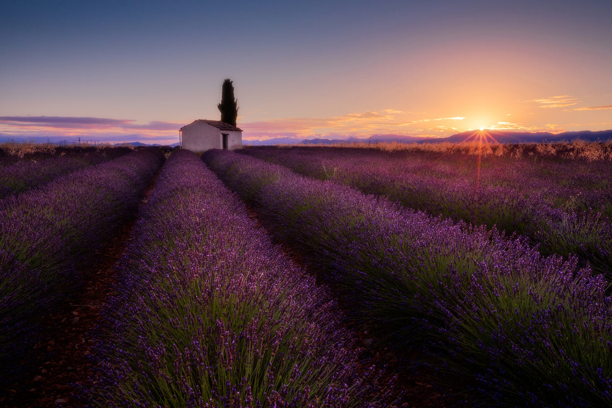 canvas-print-provence-lavender-x