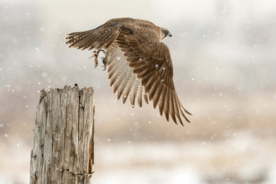poster-print-flight-against-the-snowstorm