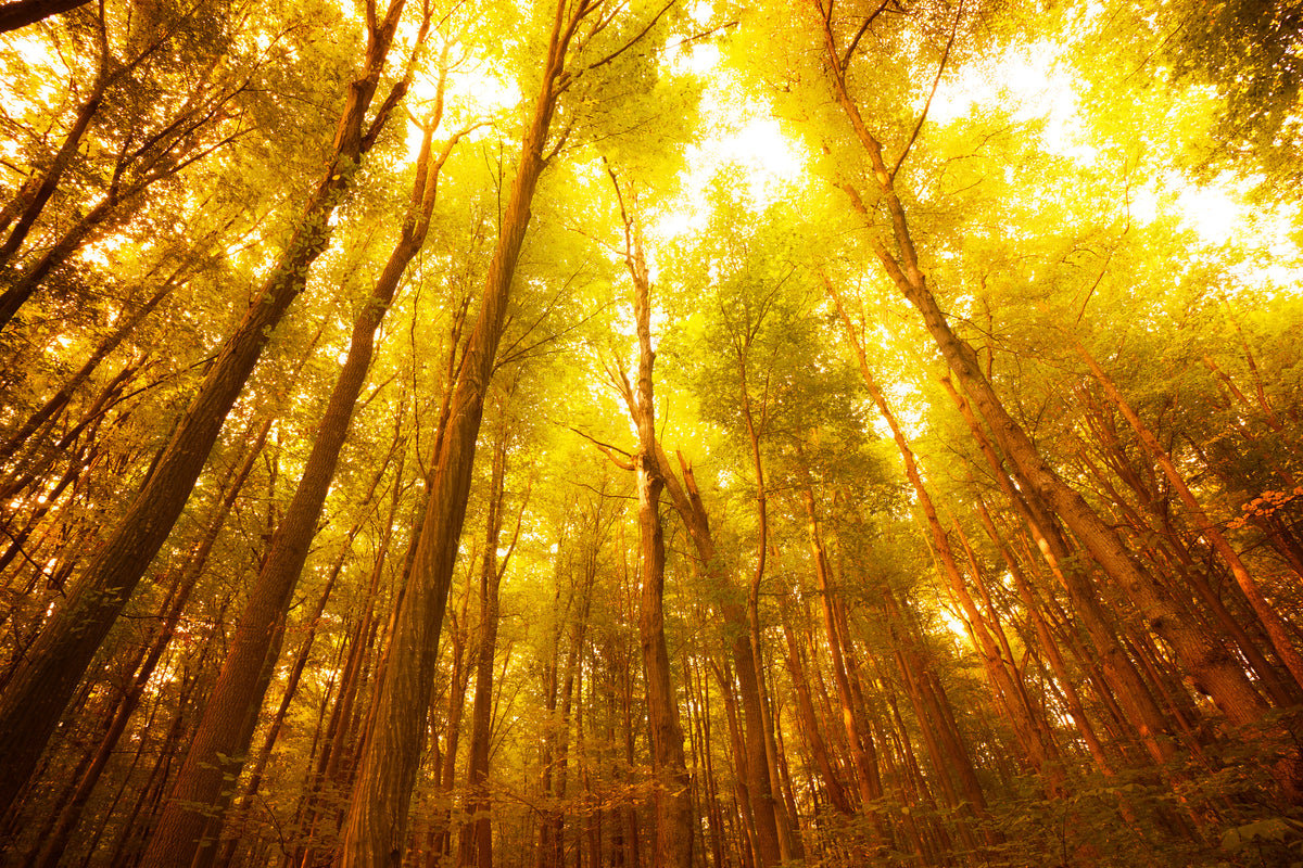 acrylic-print-autumn-forest