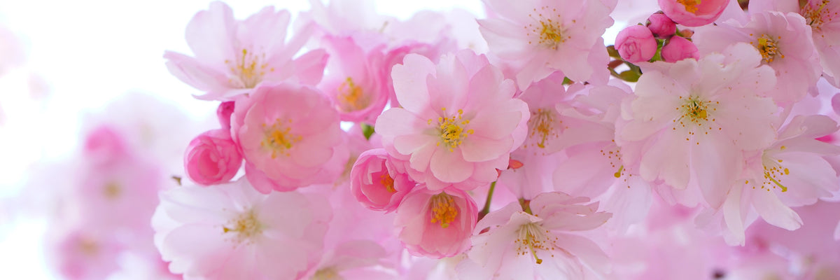 panoramic-3-piece-acrylic-print-japanese-cherry-blossom-xl-panorama