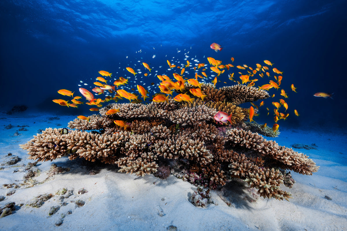 canvas-print-marine-life