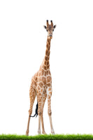 canvas-print-the-long-giraffe