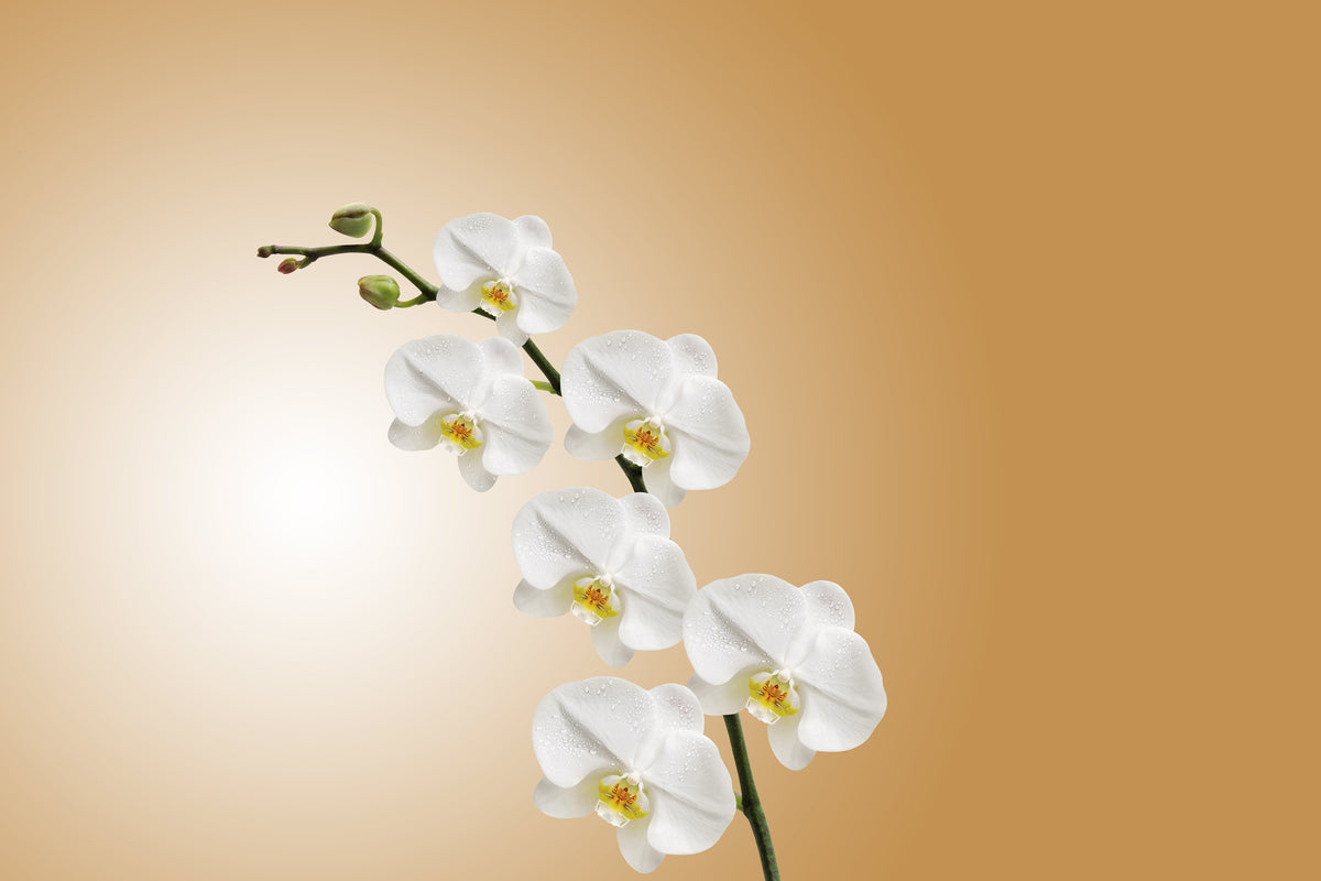 canvas-print-white-orchids-xl