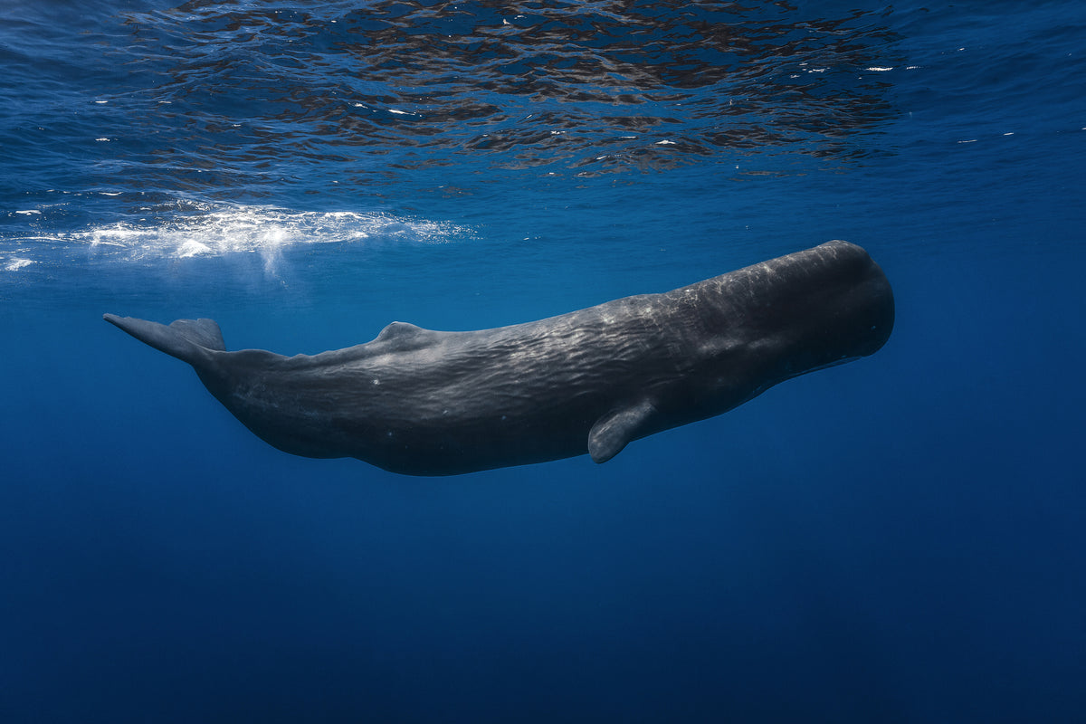 modern-3-piece-aluminium-print-sperm-whale