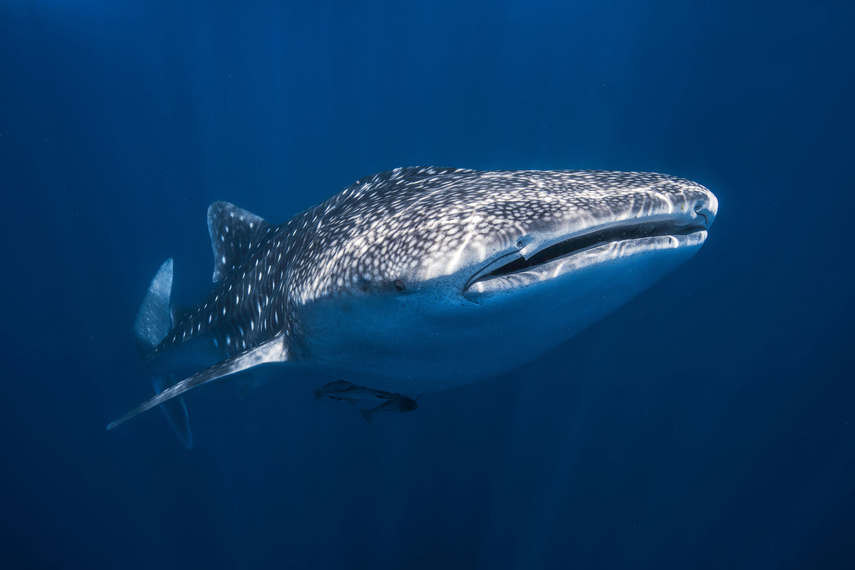 acrylic-print-whale-shark