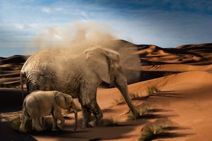 canvas-print-elephants-in-the-desert