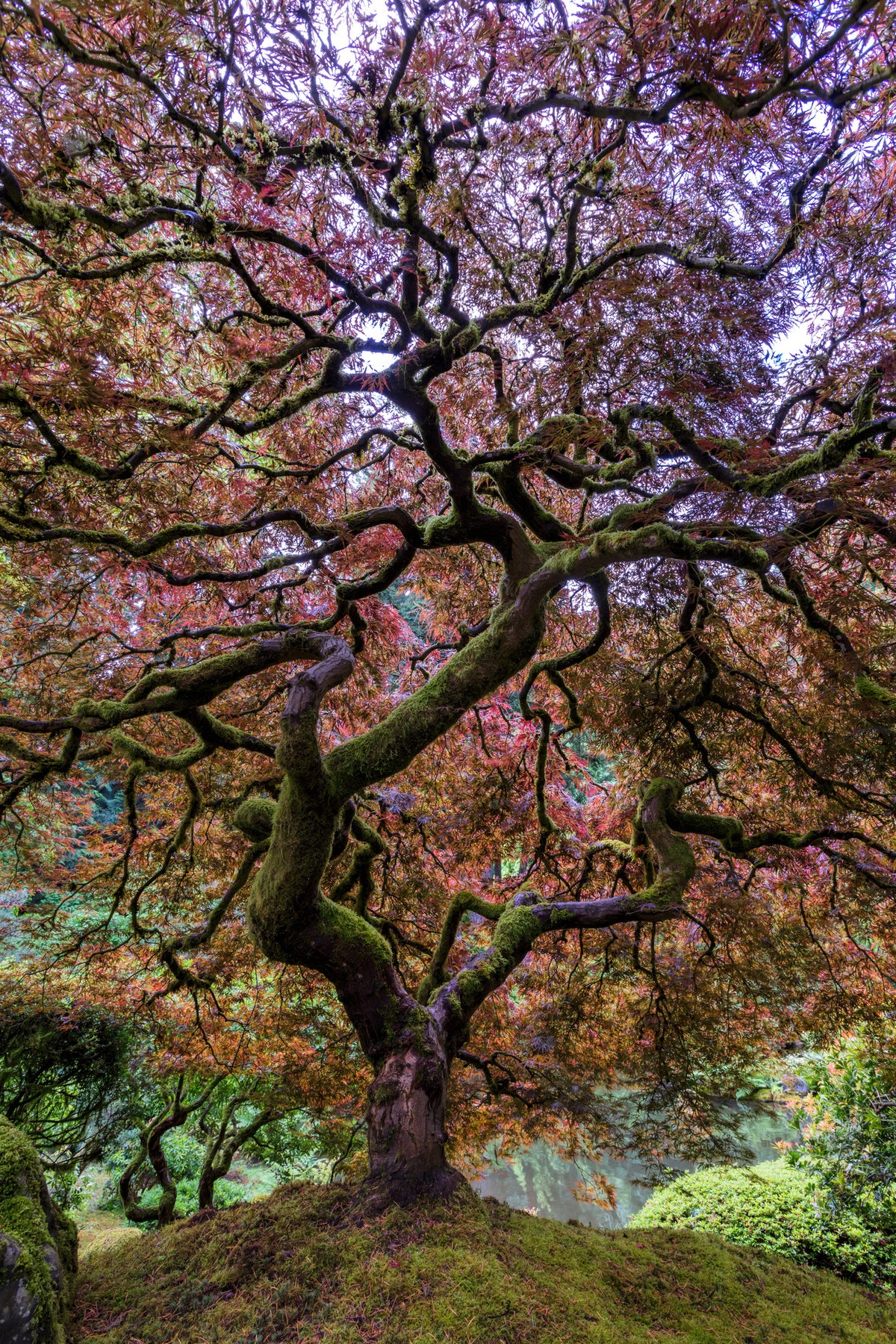 acrylic-print-japanese-maple-tree