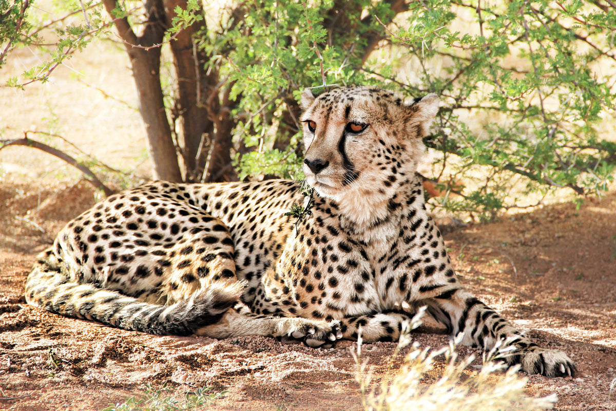 canvas-print-sun-cheetah