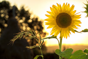 aluminium-print-sunflower-in-the-sunrise