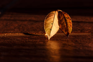 3-piece-acrylic-print-the-leaf