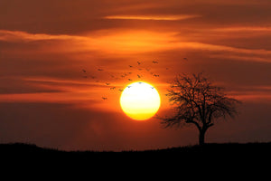 framedcanvas-print-the-sunset-on-the-horizon