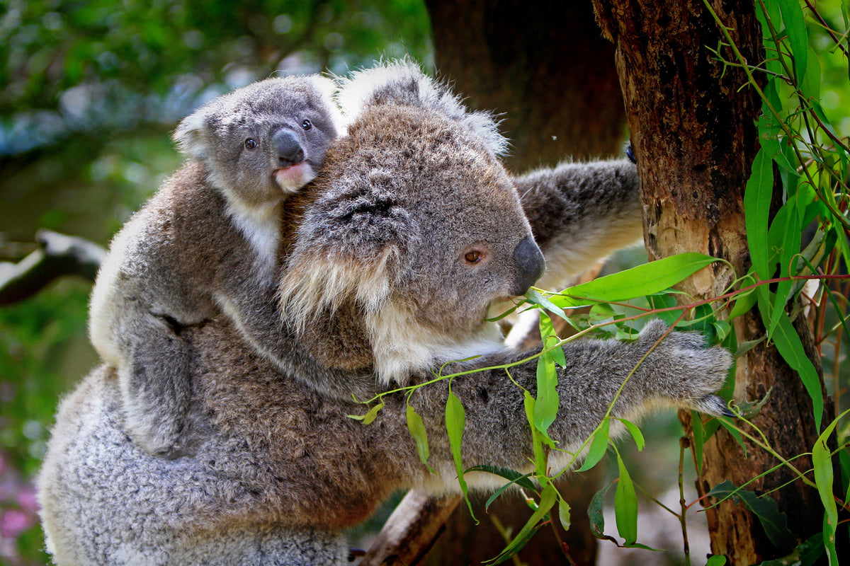 acrylic-print-mom-and-baby-koala