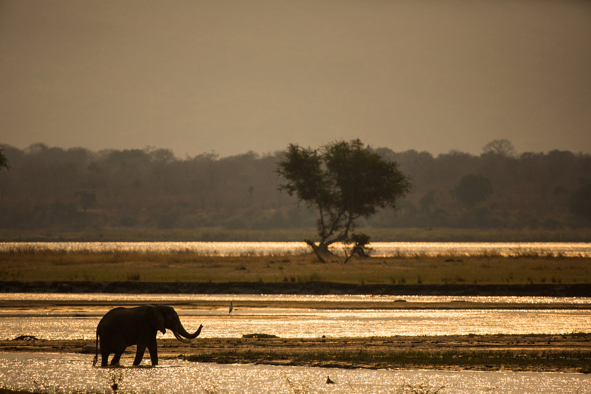 acrylic-print-elephant-alone-in-the-steppe