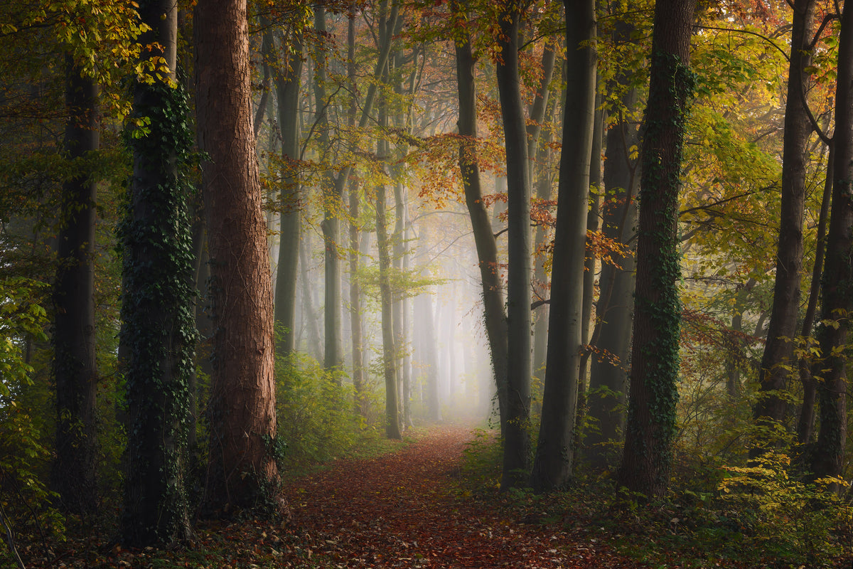 aluminium-print-autumn-colorful-forest-x