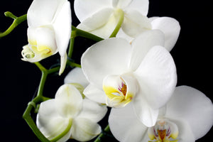 framedposter-print-orchid-close-up
