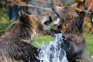 canvas-print-grizzly-fight